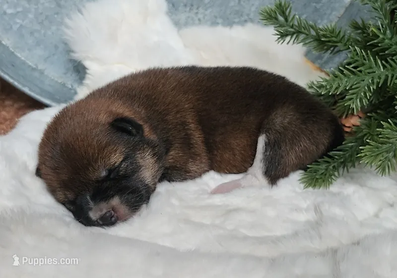 AKC Raven – Shiba Inu puppy for sale in Whiteville, TN