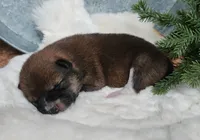 AKC Raven, a female Shiba Inu for sale in Whiteville, TN – 1 of 5