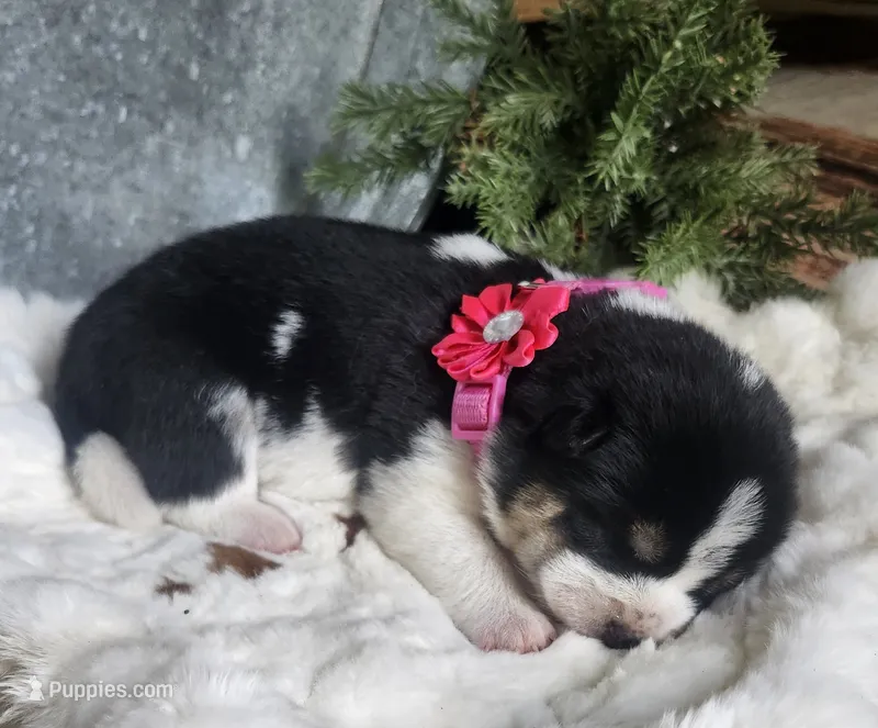 AKC Ember – Shiba Inu puppy for sale in Whiteville, TN