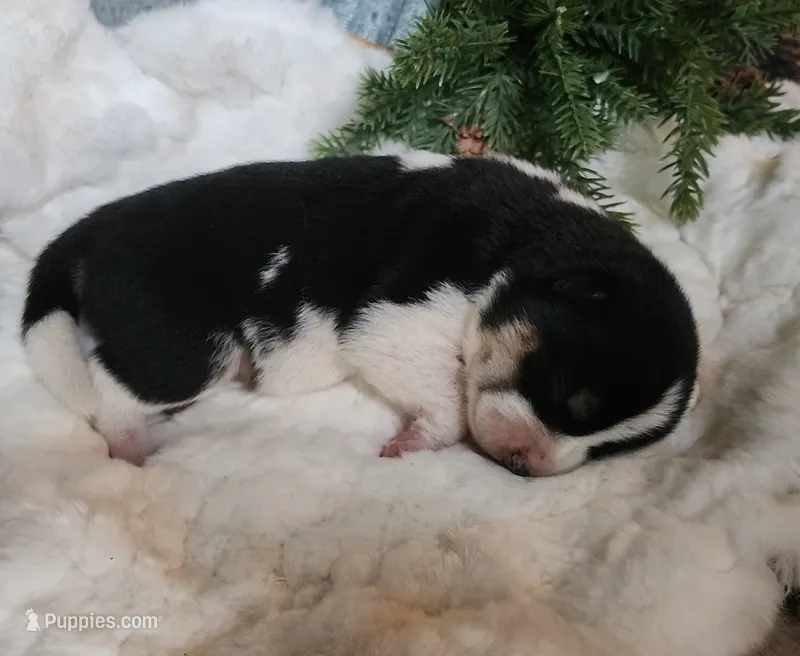 AKC Ember – Shiba Inu puppy for sale in Whiteville, TN