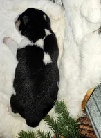 AKC Ember, a female Shiba Inu for sale in Whiteville, TN – 5 of 7