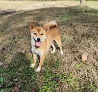 AKC Ember, a female Shiba Inu for sale in Whiteville, TN – 7 of 7