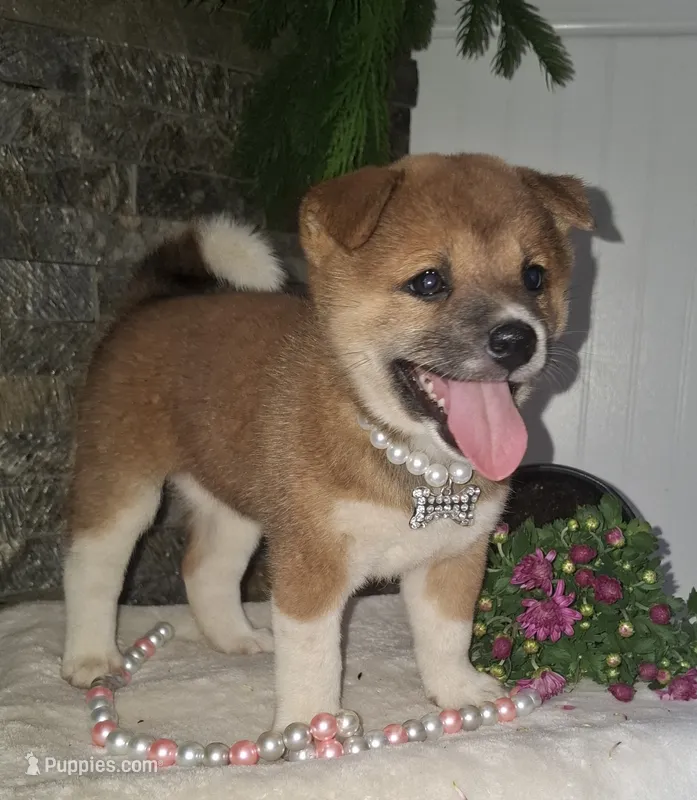 AKC Raven – Shiba Inu puppy for sale in Whiteville, TN