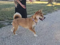 AKC Raven, a female Shiba Inu for sale in Whiteville, TN – 5 of 5