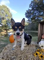 AKC Ryder, a male Shiba Inu for sale in Whiteville, TN – 2 of 6