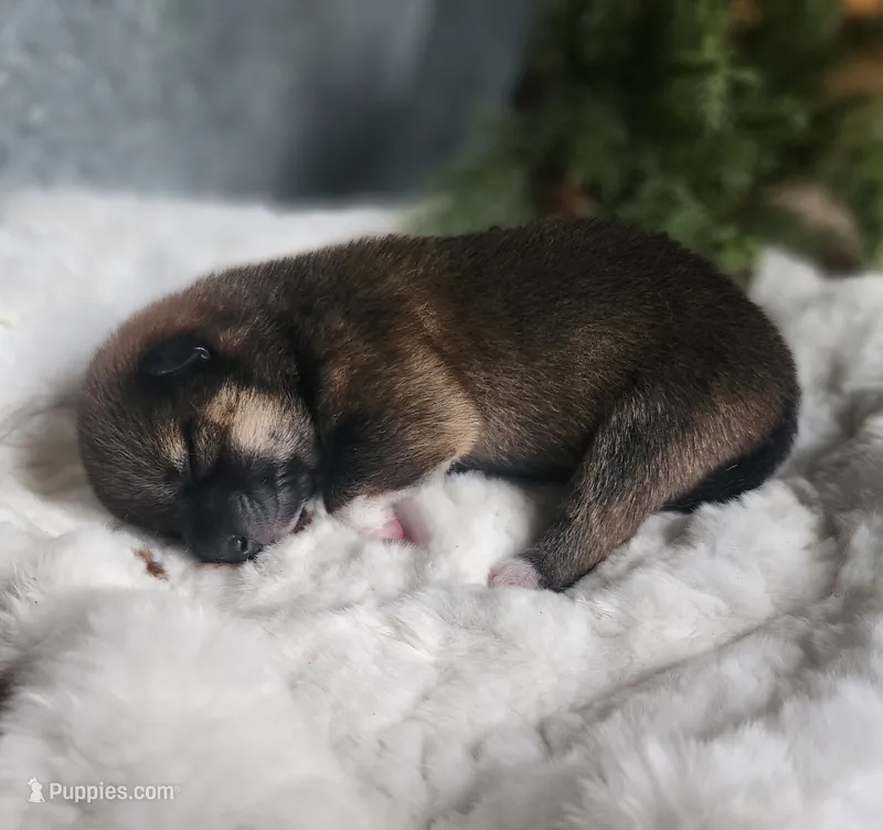 AKC Hazel – Shiba Inu puppy for sale in Whiteville, TN