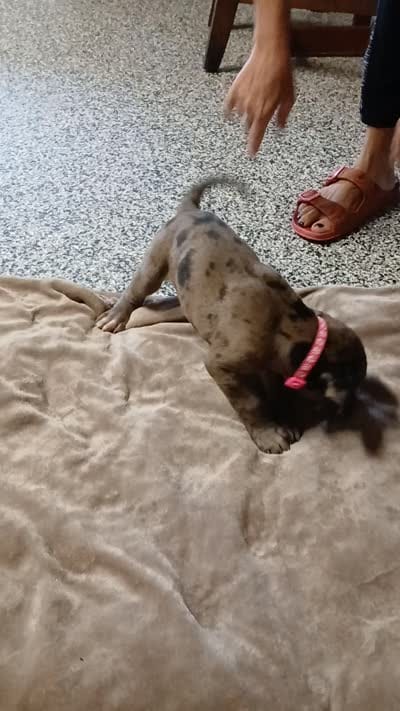 Ember, a female Great Dane and Labrador Retriever for sale in Blacksburg, SC – 9 of 10