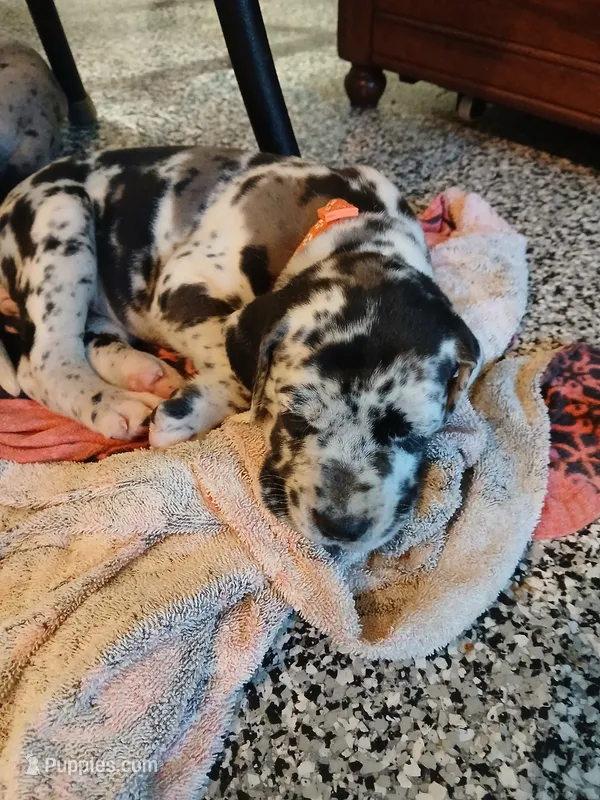 Honey – Great Dane, Labrador Retriever puppy for sale in Blacksburg, SC