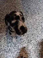 Toby, a male Great Dane and Labrador Retriever for sale in Blacksburg, SC – 2 of 4