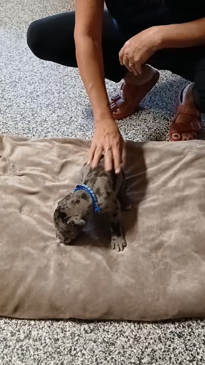 Max, a male Great Dane and Labrador Retriever for sale in Blacksburg, SC – 5 of 5