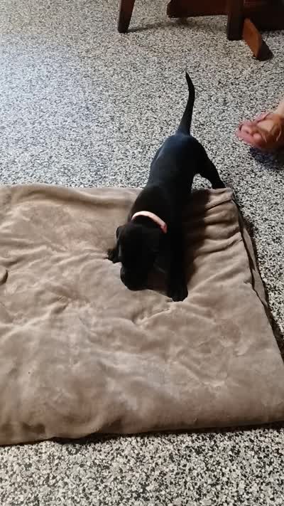 Willow, a female Great Dane and Labrador Retriever for sale in Blacksburg, SC – 3 of 4