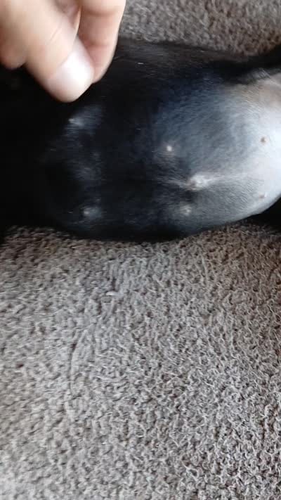 Willow, a female Great Dane and Labrador Retriever for sale in Blacksburg, SC – 4 of 4