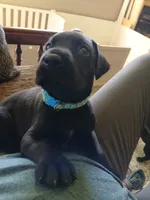 Ellie, a female Great Dane and Labrador Retriever for sale in Blacksburg, SC – 2 of 3