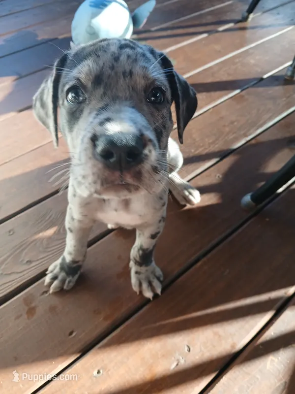 Max – Great Dane, Labrador Retriever puppy for sale in Blacksburg, SC