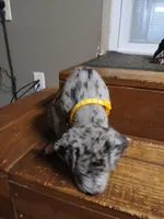 Nelly, a female Great Dane and Labrador Retriever for sale in Blacksburg, SC – 3 of 4