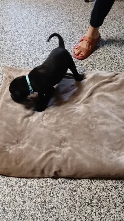 Ellie, a female Great Dane and Labrador Retriever for sale in Blacksburg, SC – 3 of 3