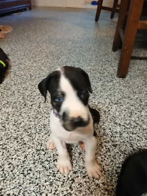 Zoey – Great Dane, Labrador Retriever puppy for sale in Blacksburg, SC