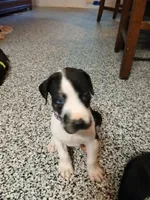 Zoey, a female Great Dane and Labrador Retriever for sale in Blacksburg, SC – 1 of 4