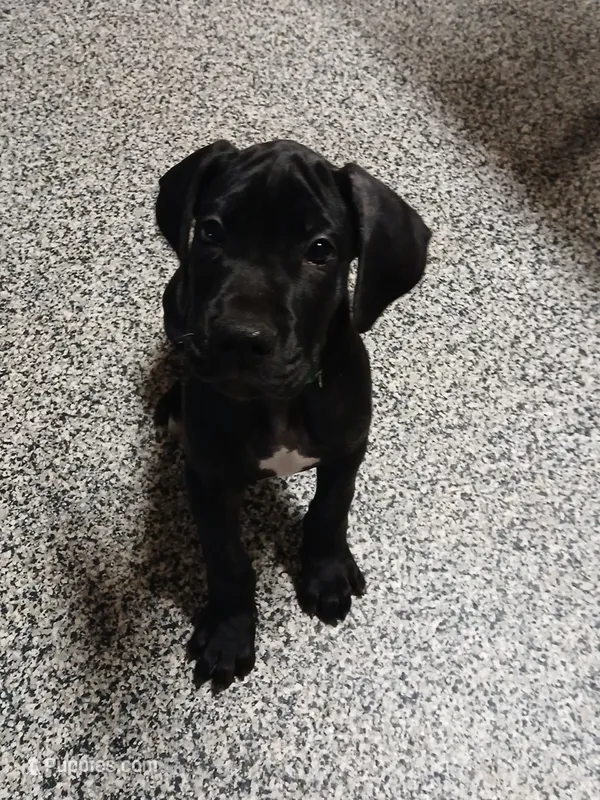 George – Great Dane, Labrador Retriever puppy for sale in Blacksburg, SC