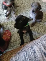 Dash, a male Great Dane and Labrador Retriever for sale in Blacksburg, SC – 2 of 5