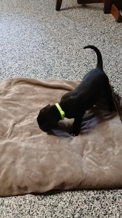 Misty, a female Great Dane and Labrador Retriever for sale in Blacksburg, SC – 3 of 3