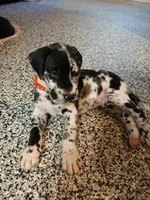 Big Red, a male Great Dane and Labrador Retriever for sale in Blacksburg, SC – 5 of 8