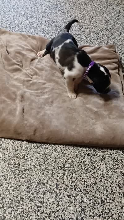 Zoey, a female Great Dane and Labrador Retriever for sale in Blacksburg, SC – 4 of 4