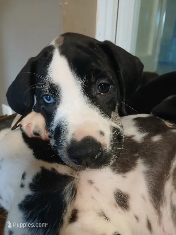 Zoey – Great Dane, Labrador Retriever puppy for sale in Blacksburg, SC