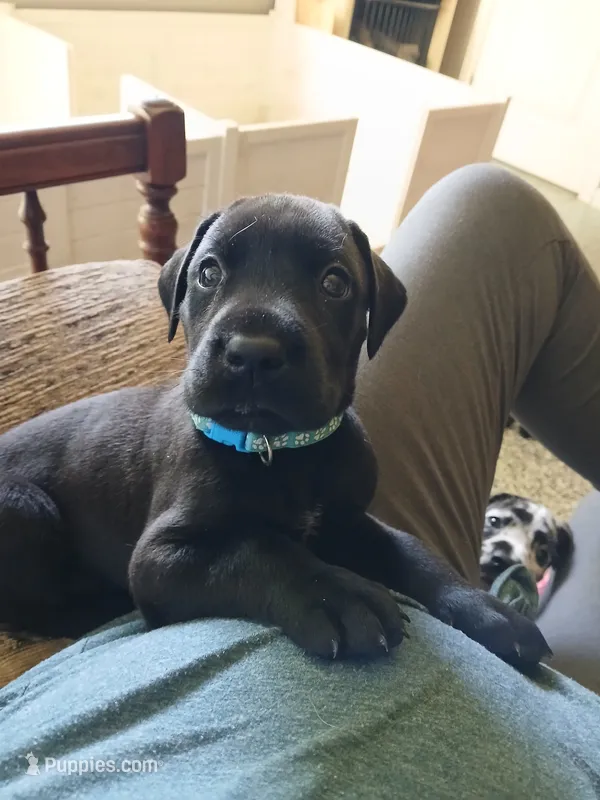 Ellie – Great Dane, Labrador Retriever puppy for sale in Blacksburg, SC