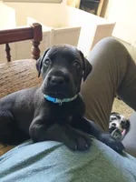 Ellie, a female Great Dane and Labrador Retriever for sale in Blacksburg, SC – 1 of 3