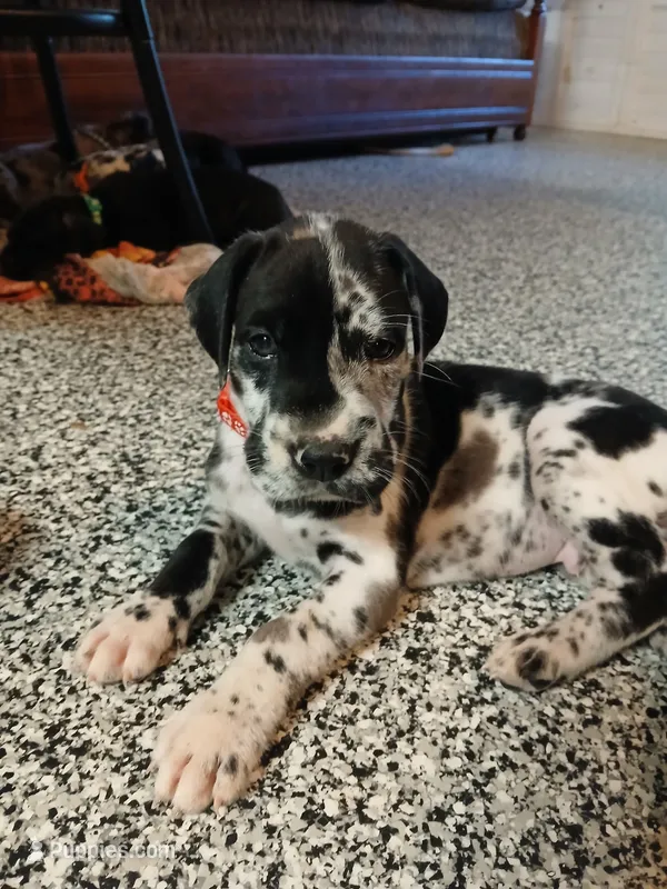 Big Red – Great Dane, Labrador Retriever puppy for sale in Blacksburg, SC