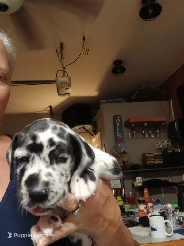 Toby – Great Dane, Labrador Retriever puppy for sale in Blacksburg, SC