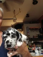 Toby, a male Great Dane and Labrador Retriever for sale in Blacksburg, SC – 1 of 4