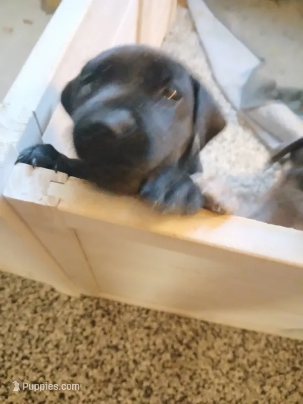 Willow – Great Dane, Labrador Retriever puppy for sale in Blacksburg, SC
