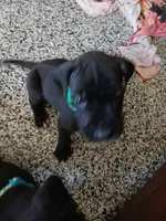 Dash, a male Great Dane and Labrador Retriever for sale in Blacksburg, SC – 3 of 5