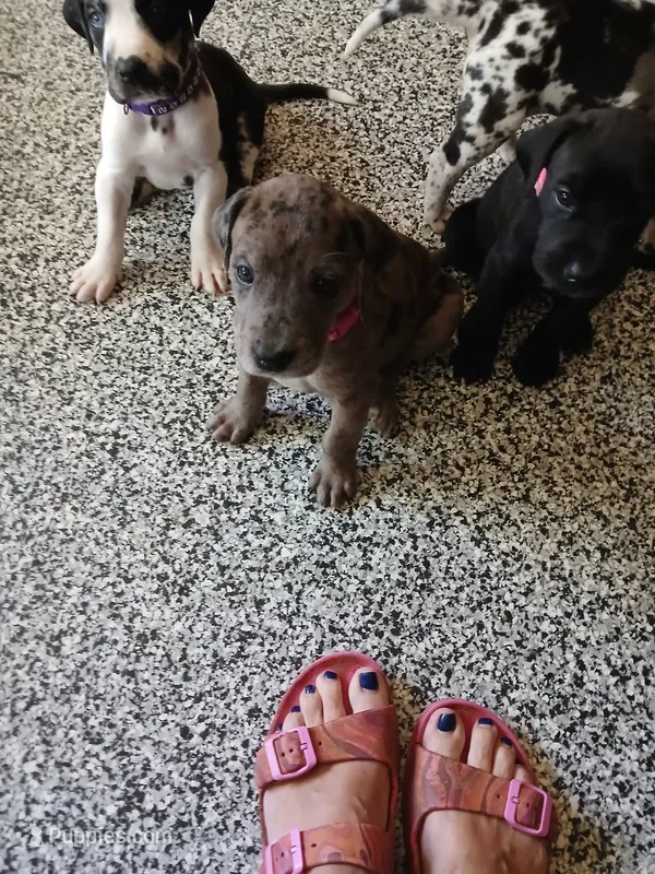 Ember – Great Dane, Labrador Retriever puppy for sale in Blacksburg, SC