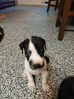 Zoey, a female Great Dane and Labrador Retriever for sale in Blacksburg, SC – 3 of 4