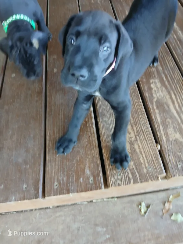 Willow – Great Dane, Labrador Retriever puppy for sale in Blacksburg, SC