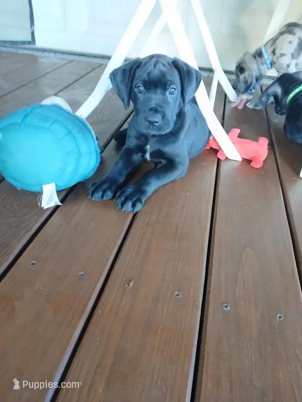 Ellie – Great Dane, Labrador Retriever puppy for sale in Blacksburg, SC