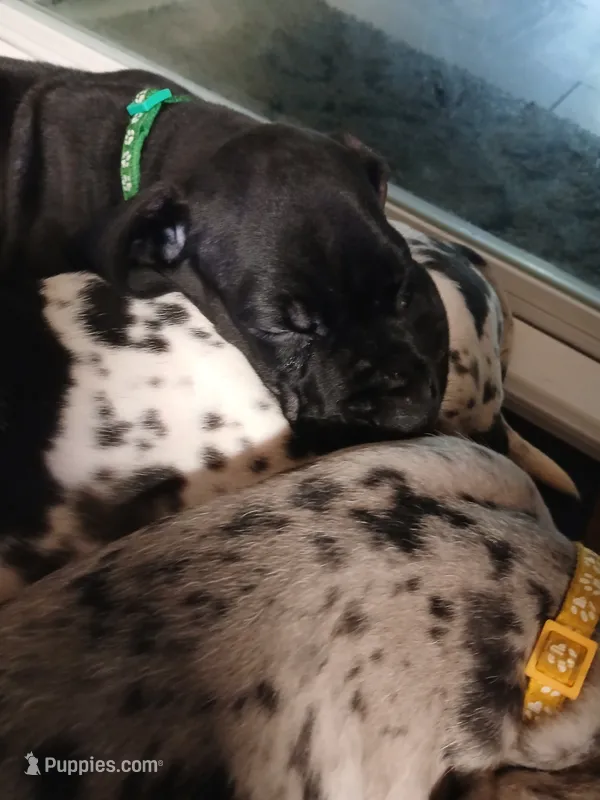 Dash – Great Dane, Labrador Retriever puppy for sale in Blacksburg, SC