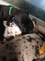 George, a male Great Dane and Labrador Retriever for sale in Blacksburg, SC – 1 of 6