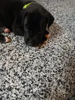 Misty, a female Great Dane and Labrador Retriever for sale in Blacksburg, SC – 2 of 3