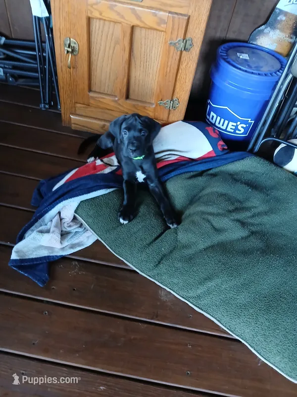 Misty – Great Dane, Labrador Retriever puppy for sale in Blacksburg, SC