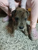 Ember, a female Great Dane and Labrador Retriever for sale in Blacksburg, SC – 5 of 10