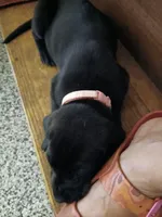 Willow, a female Great Dane and Labrador Retriever for sale in Blacksburg, SC – 2 of 4