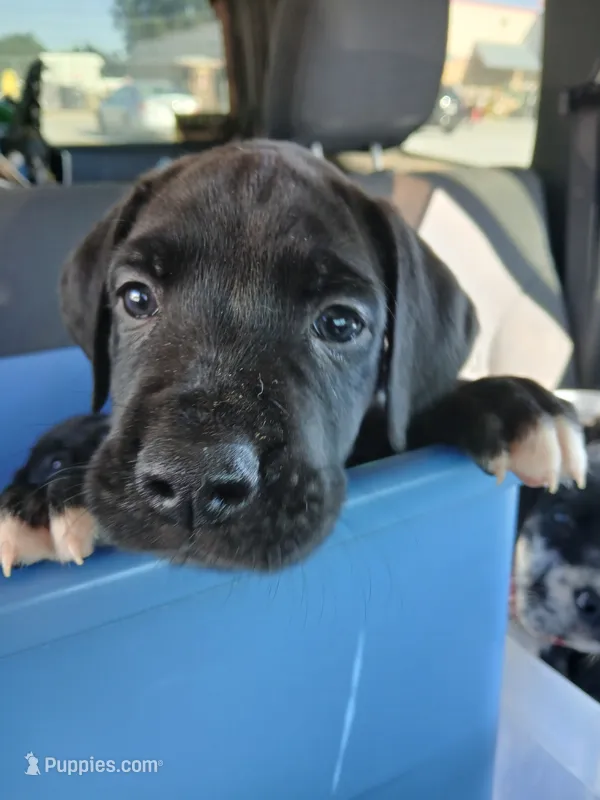 Misty – Great Dane, Labrador Retriever puppy for sale in Blacksburg, SC