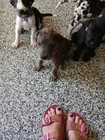 Ember, a female Great Dane and Labrador Retriever for sale in Blacksburg, SC – 8 of 10