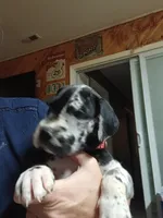 Big Red, a male Great Dane and Labrador Retriever for sale in Blacksburg, SC – 8 of 8