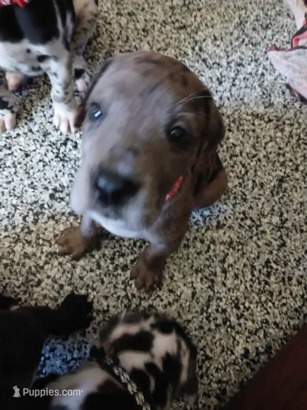Ember – Great Dane, Labrador Retriever puppy for sale in Blacksburg, SC
