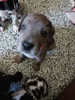 Ember, a female Great Dane and Labrador Retriever for sale in Blacksburg, SC – 1 of 10